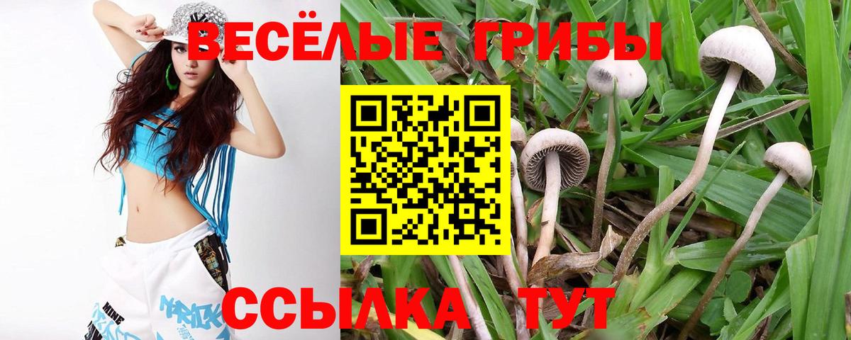 Псилоцибиновые грибы Cubensis Моршанск